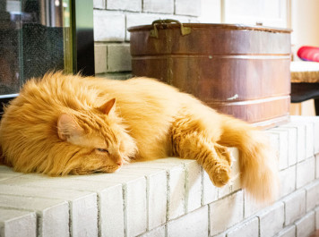 Five Design Tips for Cat Owners
