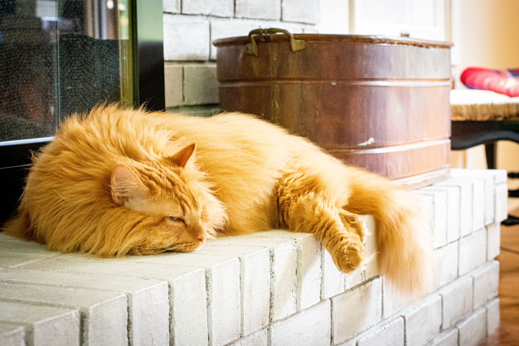 Five Design Tips for Cat Owners Lindsey Putzier