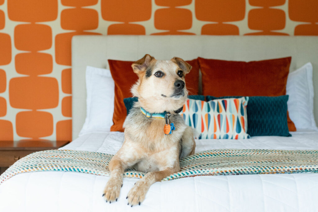 Clients' dog laying on new custom bed in Master Bedroom Design Lindsey Putzier Design Studio Hudson, OH